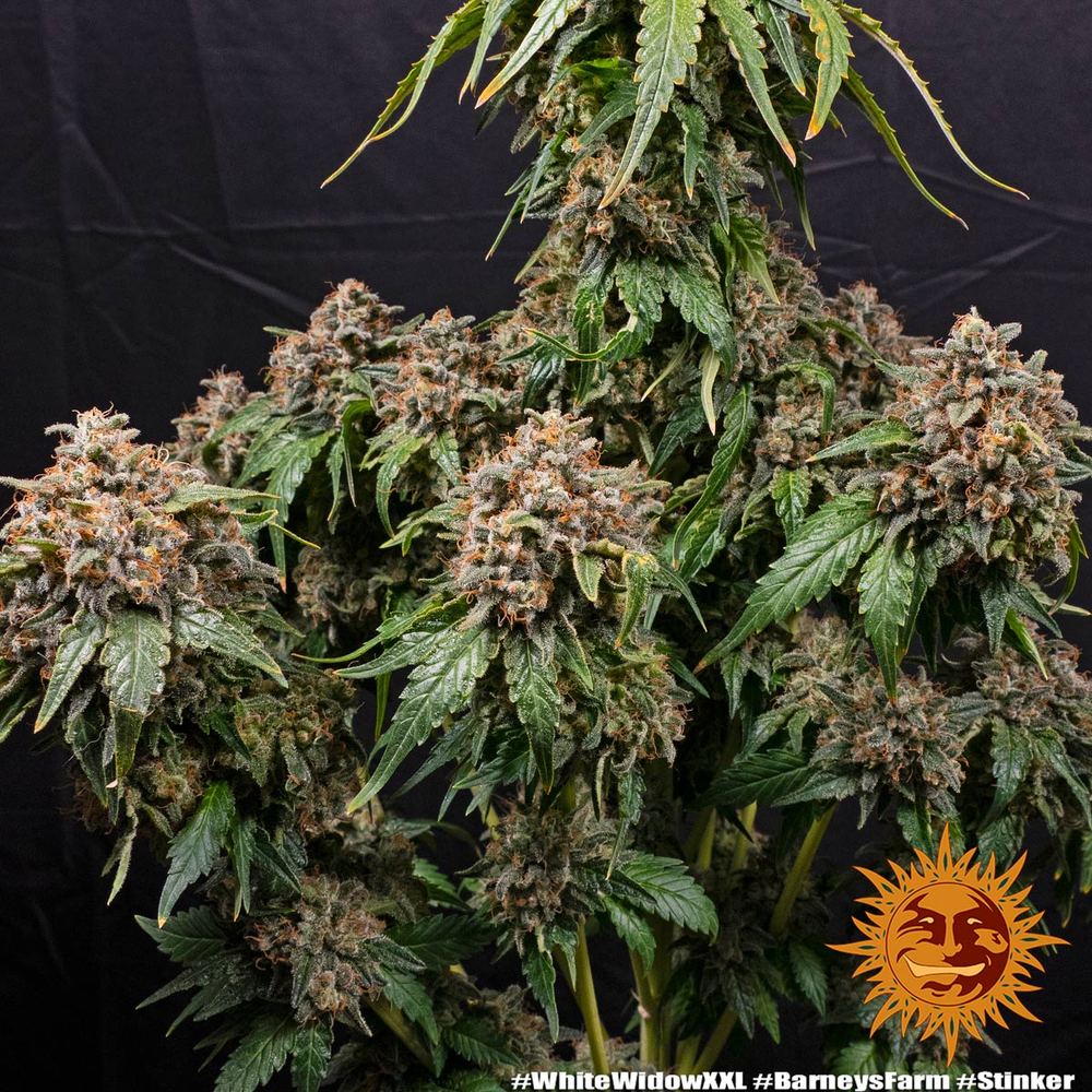 Graines de White Widow XXL Féminisée by Barney's Farm