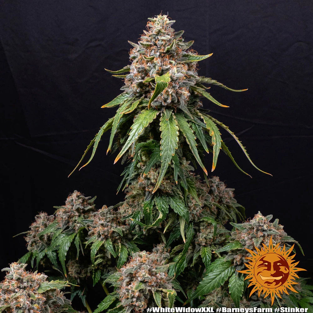 Graines de White Widow XXL Féminisée by Barney's Farm