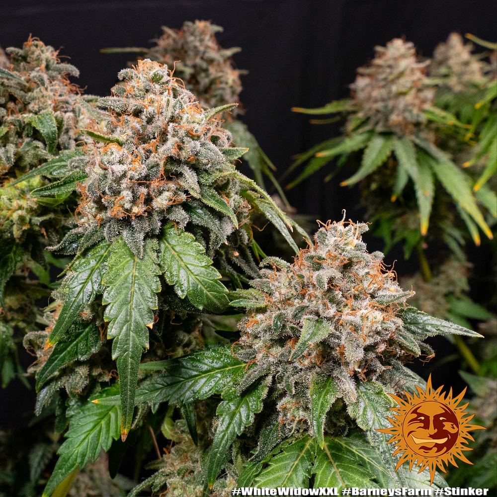 Graines de White Widow XXL Féminisée by Barney's Farm