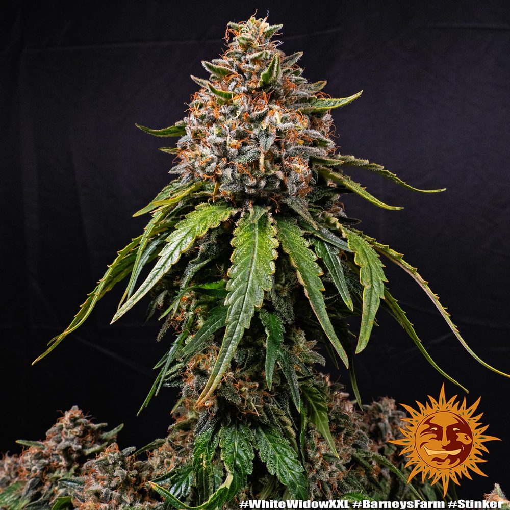 Graines de White Widow XXL Féminisée by Barney's Farm