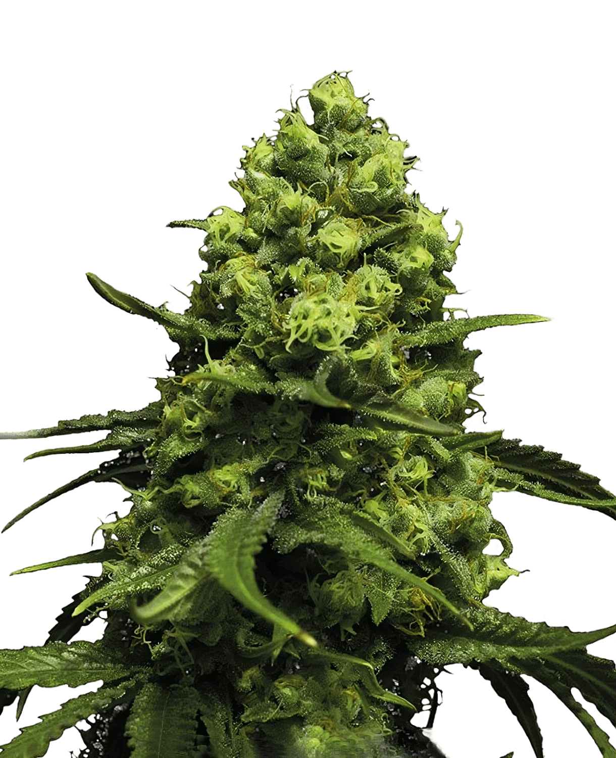 Graines de Amnesia Glue Féminisée by BSF Seeds