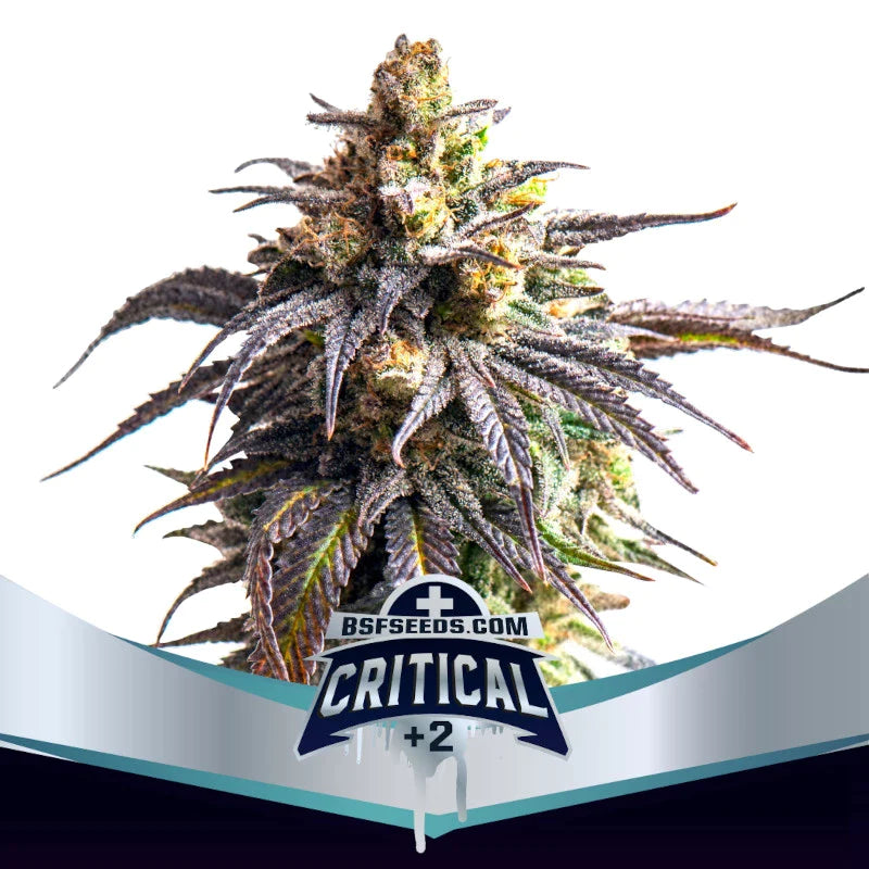 Graines de Critical +2 XXL Autofloraison by BSF Seeds