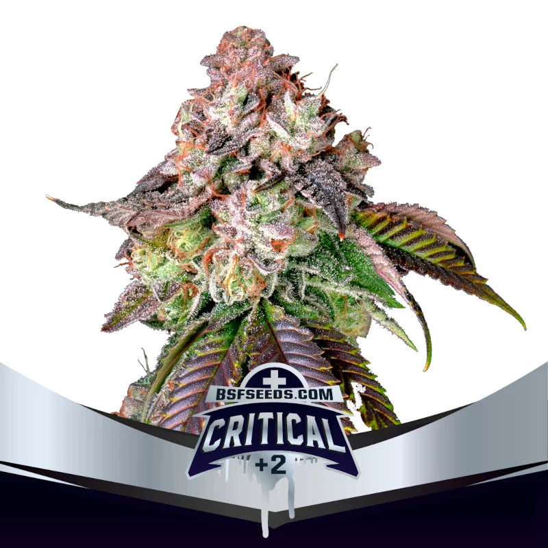 Graines de Critical +2 Féminisée by BSF Seeds