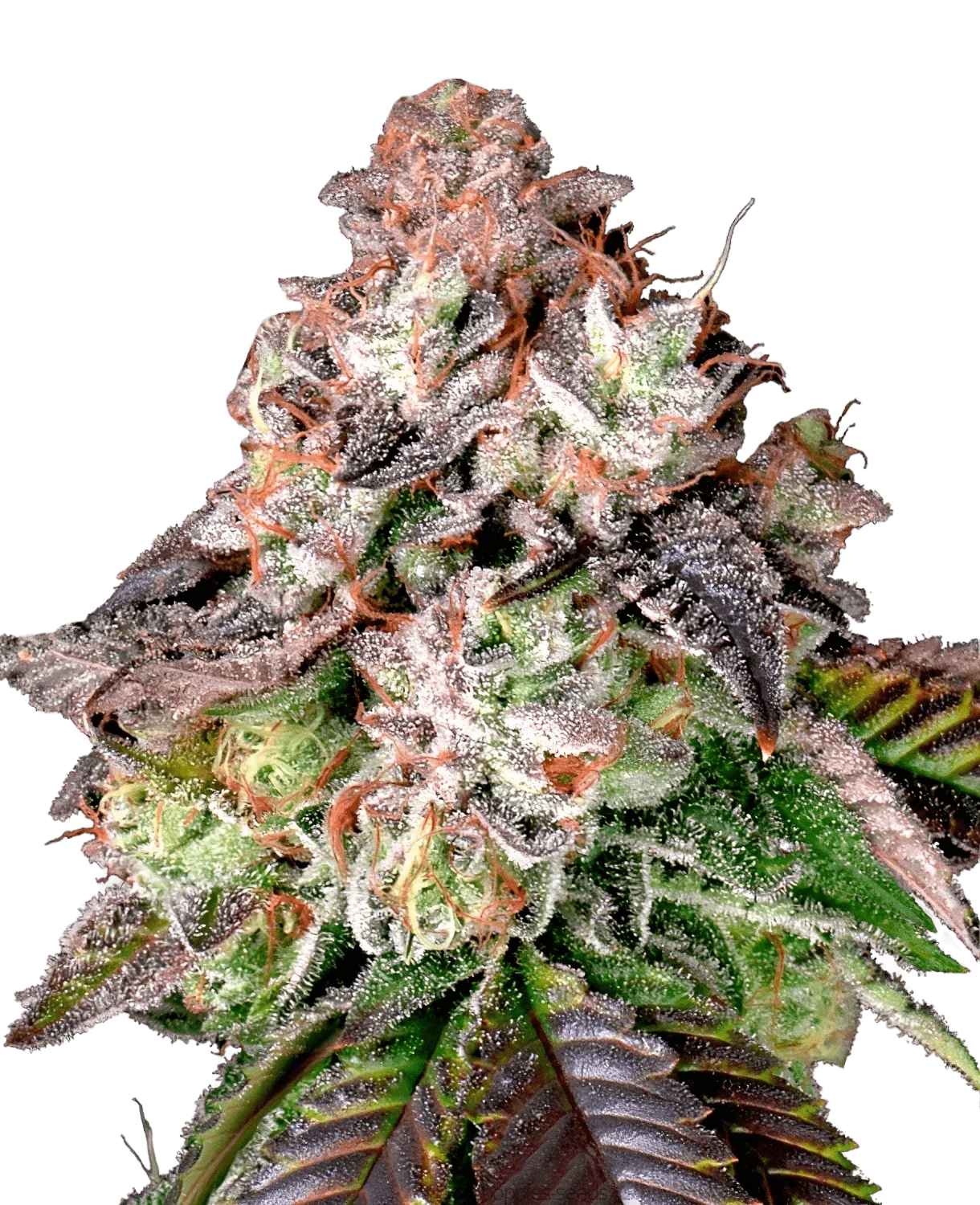 Dream Team Feminized Mix by BSF Seeds - Critical +2