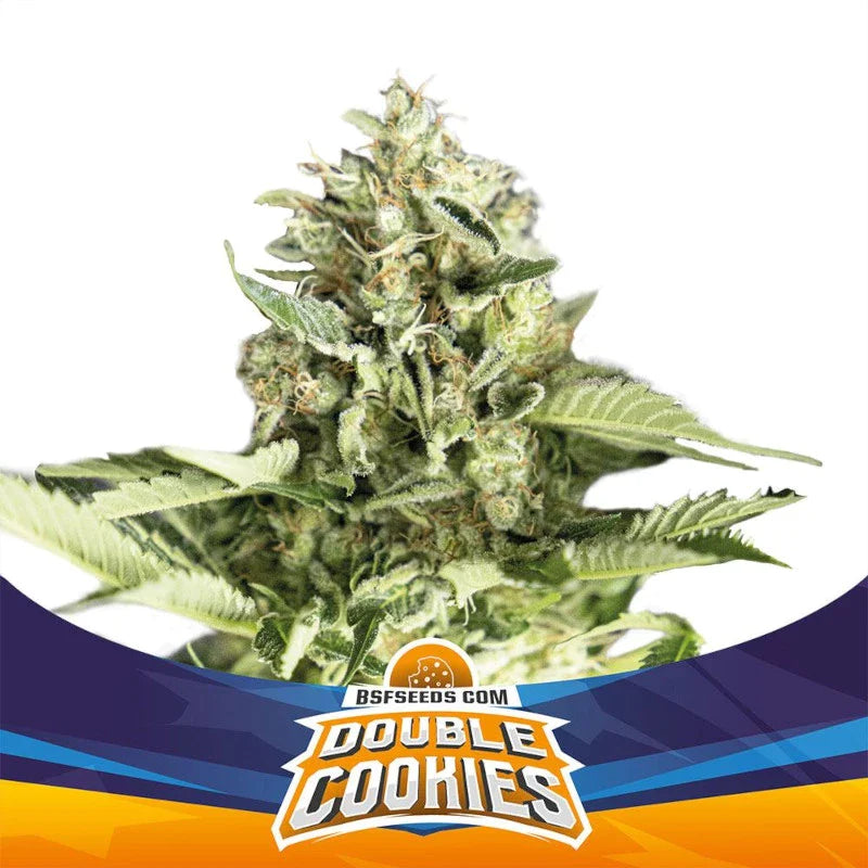 Graines de Double Cookies Auto by BSF Seeds