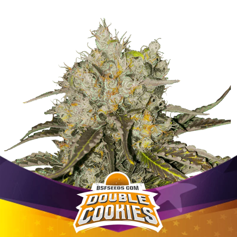 Graines de Double Cookies Féminisée by BSF Seeds