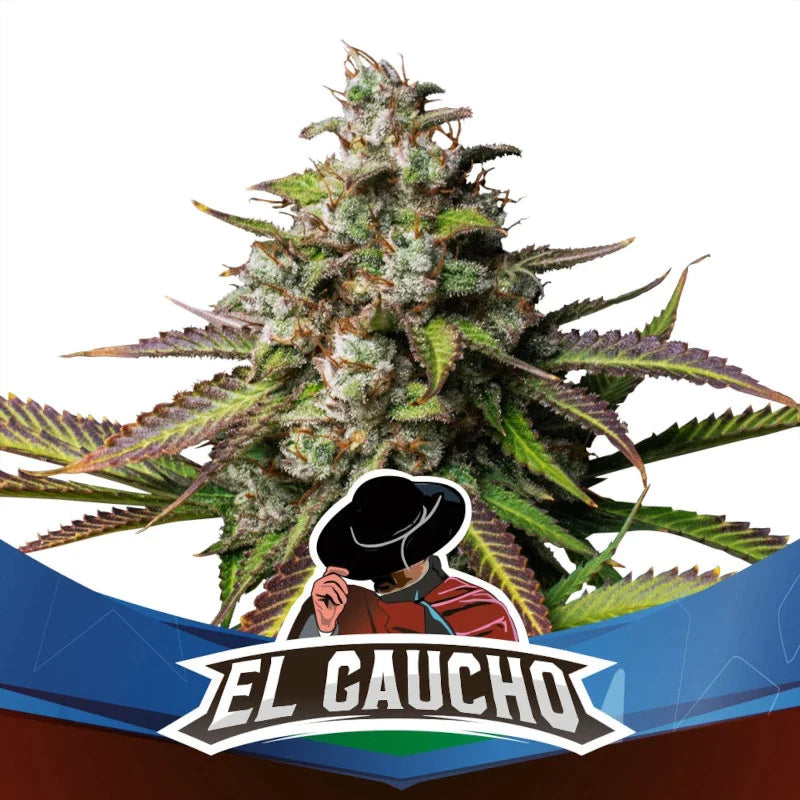 Graines de El Gaucho Fast Version by BSF Seeds