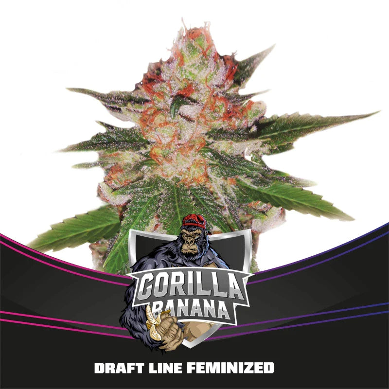 Graines de Gorilla Banana Féminisée by BSF Seeds