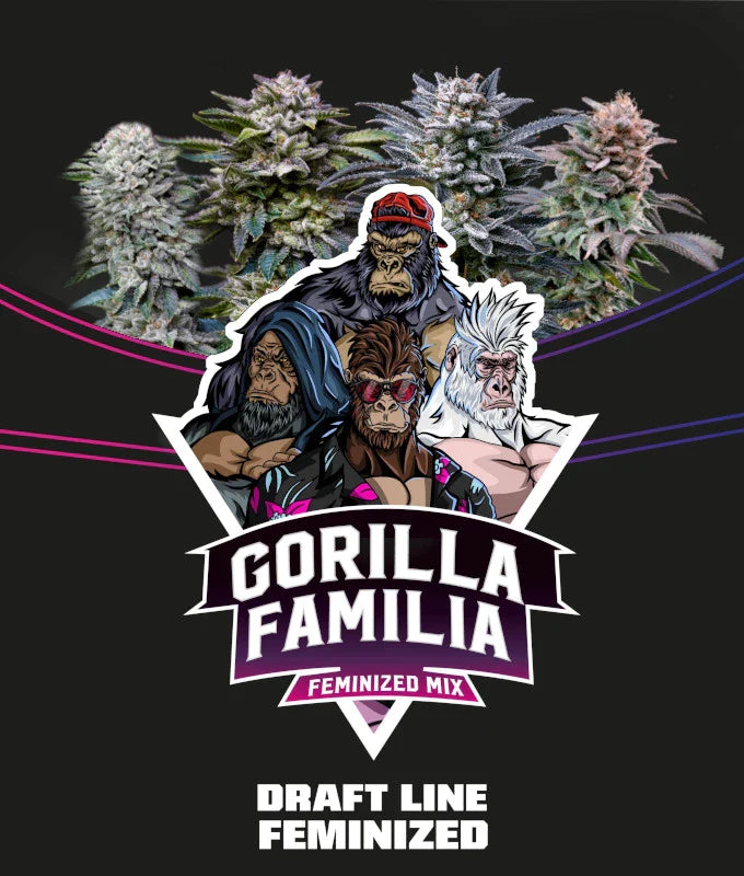 Gorilla Family Féminisée by BSF Seeds