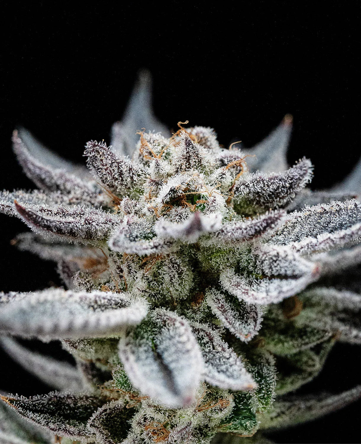 Graines de Gorilla Glue Auto by BSF Seeds