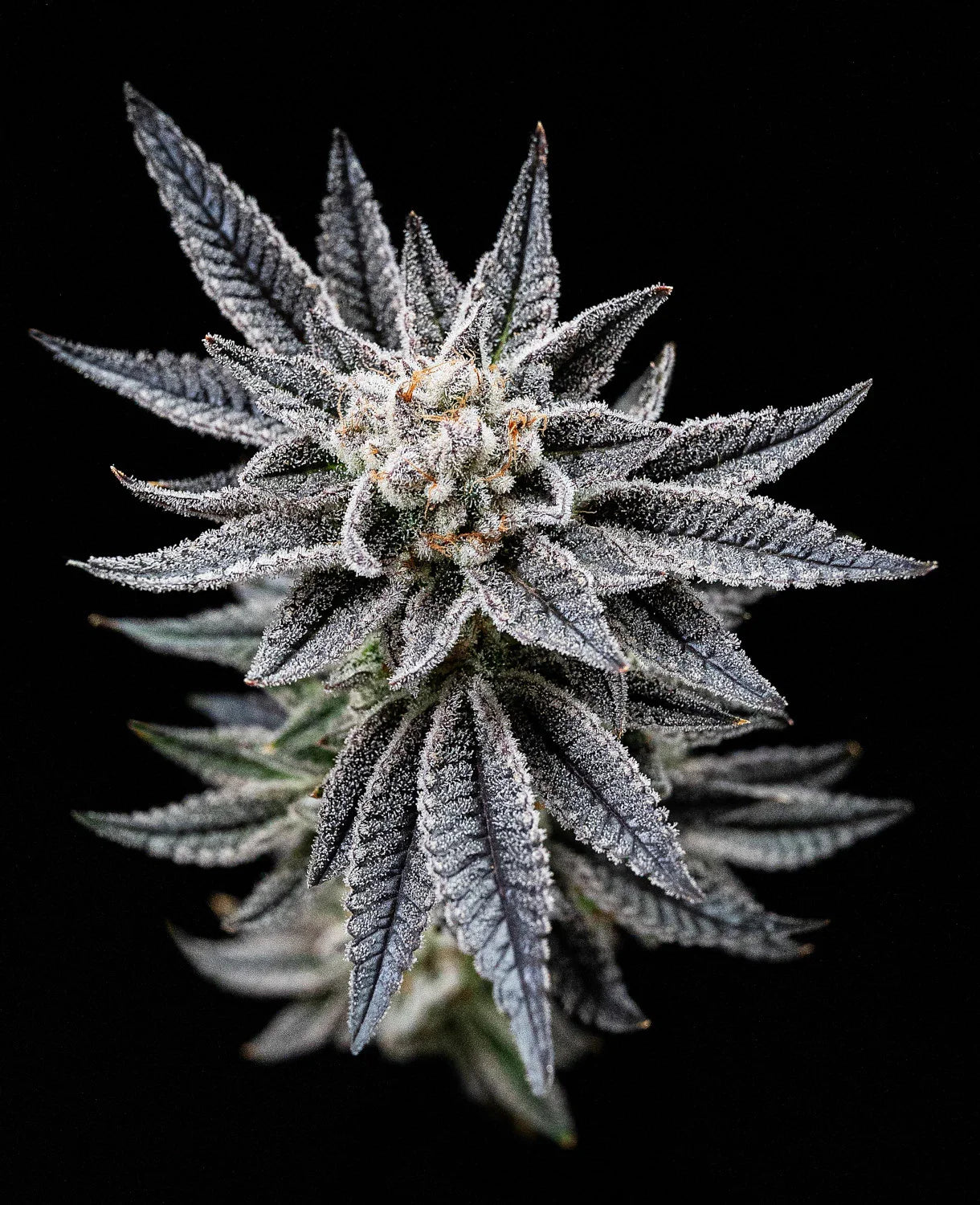 Graines de Gorilla Glue Auto by BSF Seeds