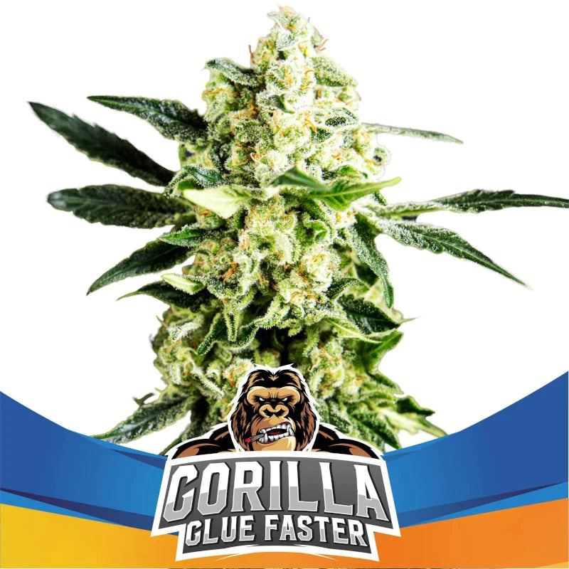 Graines de Gorilla Glue Faster by BSF Seeds