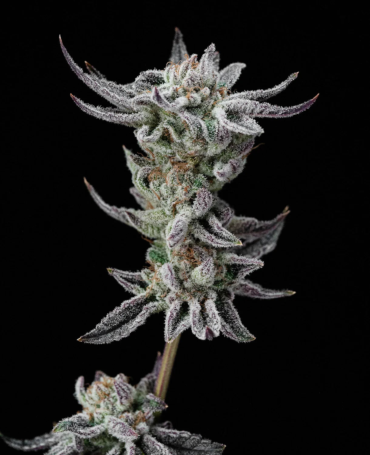 Graines de Gorilla Glue Faster by BSF Seeds