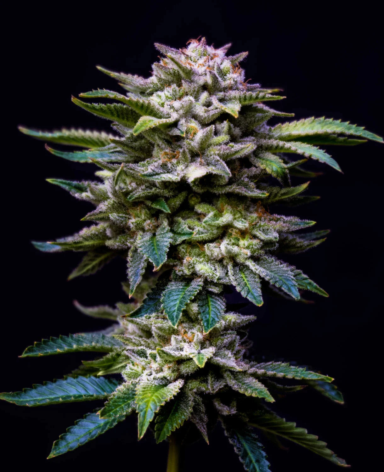 Graines de Gorilla Rainbows Féminisée by BSF Seeds