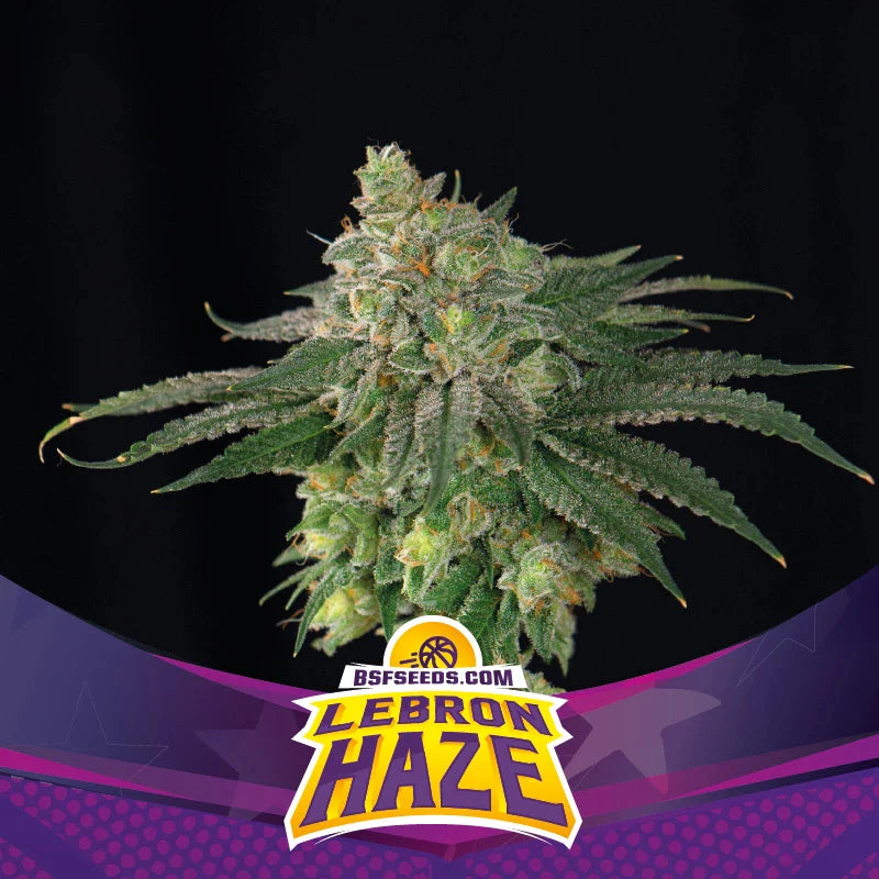 Graines de Lebron Haze Féminisée by BSF Seeds