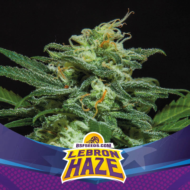 Graines de Lebron Haze XXL Auto by BSF Seeds