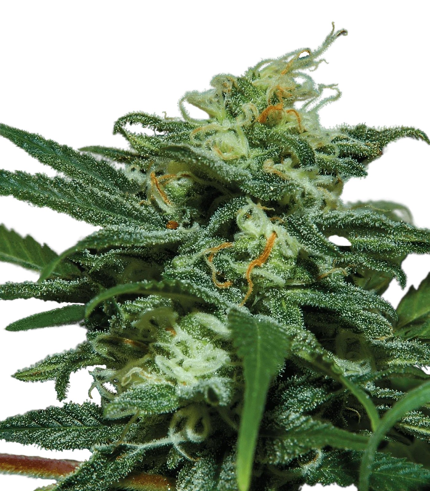 Graines de Lebron Haze XXL Auto by BSF Seeds