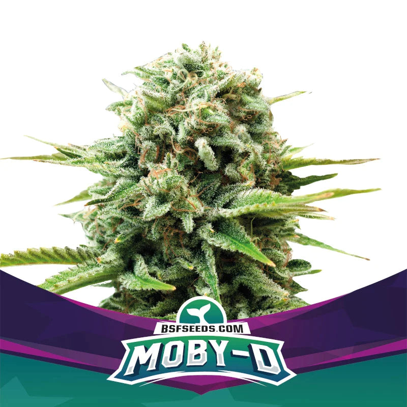 Graines de Moby-D Féminisée by BSF Seeds