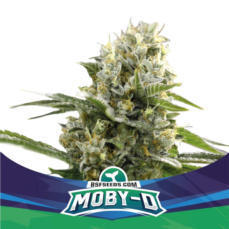 Graines de Moby-D XXL Auto by BSF Seeds