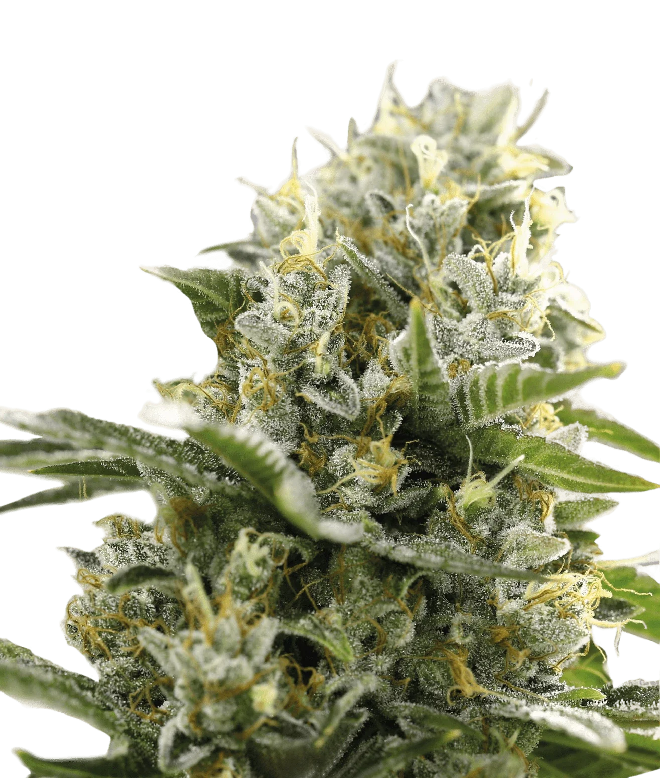 Dealer Deal XXL Automix by BSF Seeds - Moby-D XXL