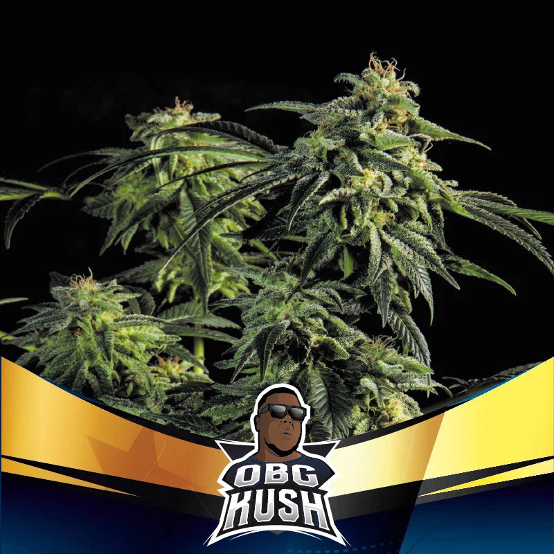 Graines de OBG Kush Fast Version by BSF Seeds