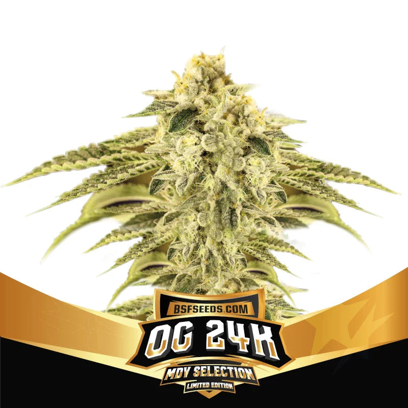 Graines de OG 24K Féminisée by BSF Seeds