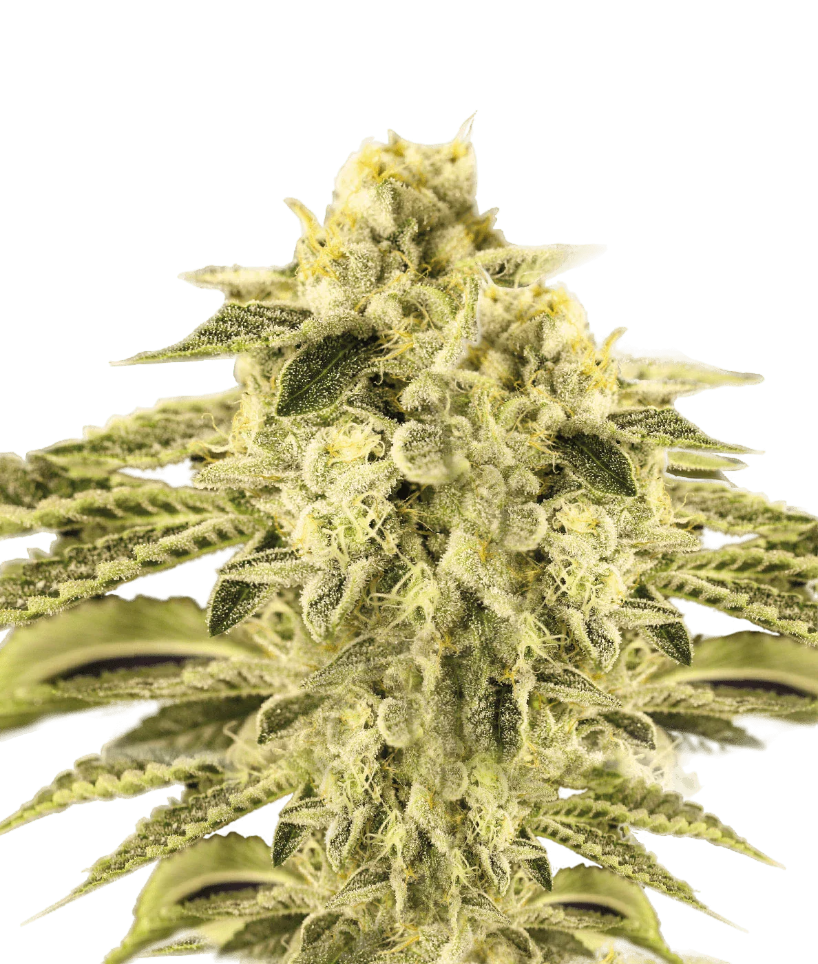 Graines de OG 24K Féminisée by BSF Seeds