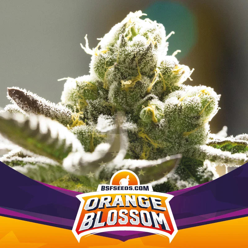 Graines de Orange Blossom Féminisée by BSF Seeds