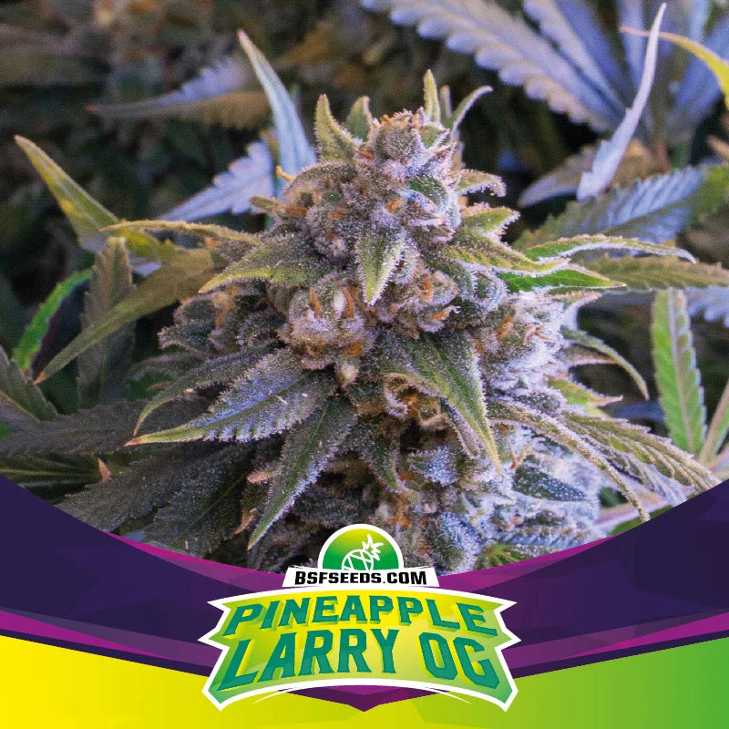 Graines de Pineapple Larry OG Féminisée by BSF Seeds