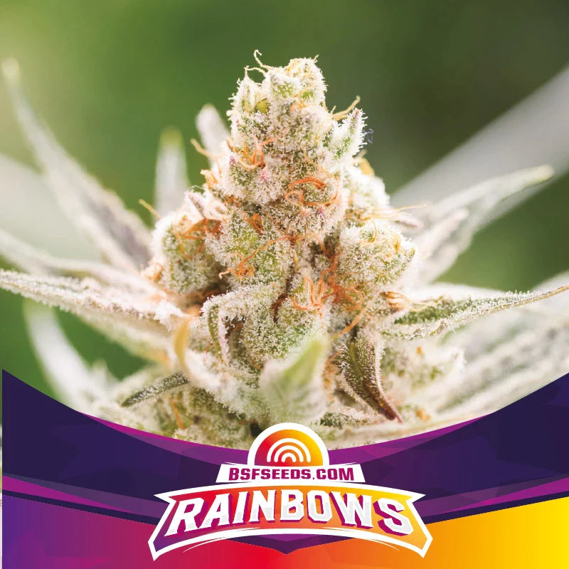 Graines de Rainbows Féminisée by BSF Seeds