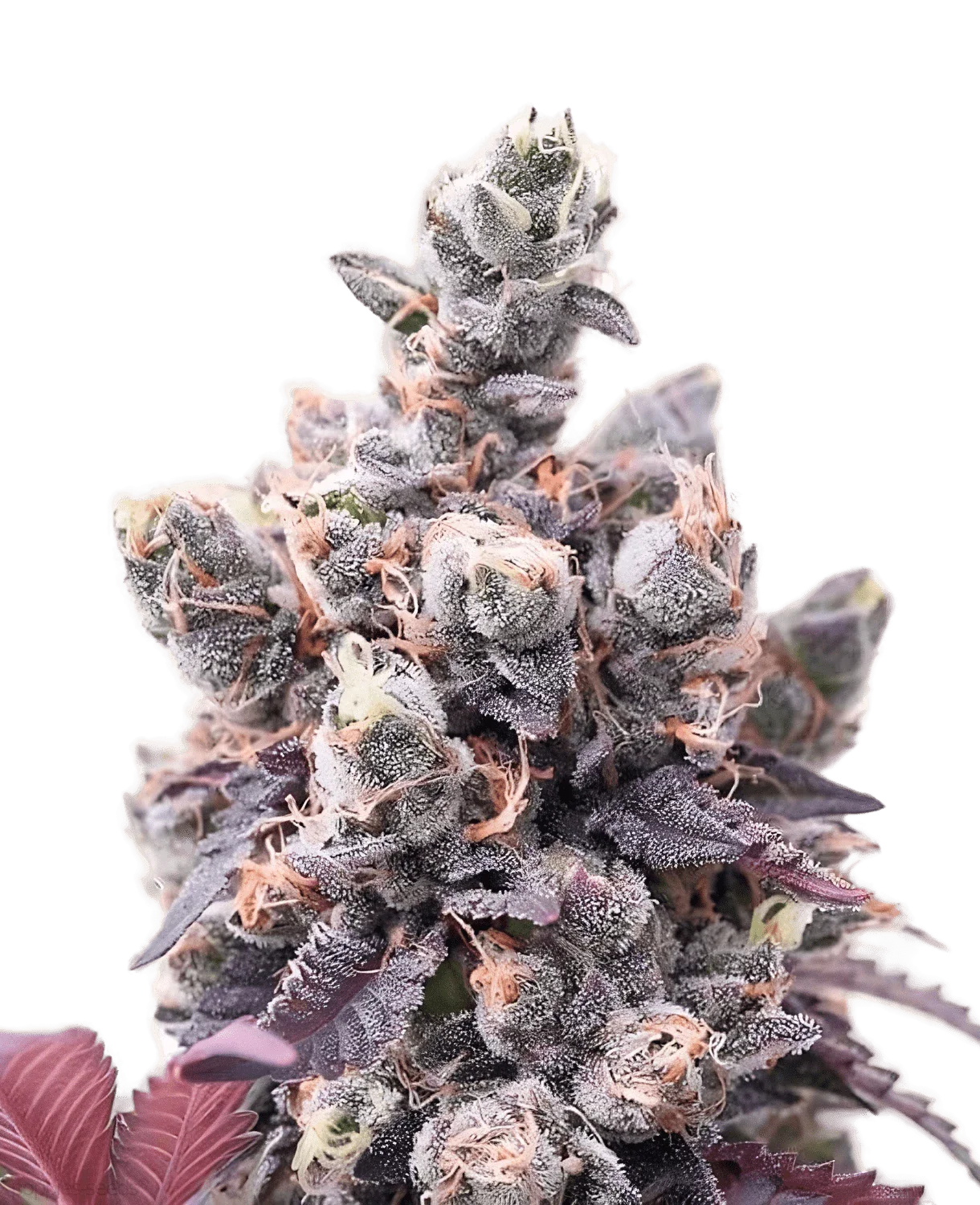 Red Line Automix by BSF Seeds - Red Critical