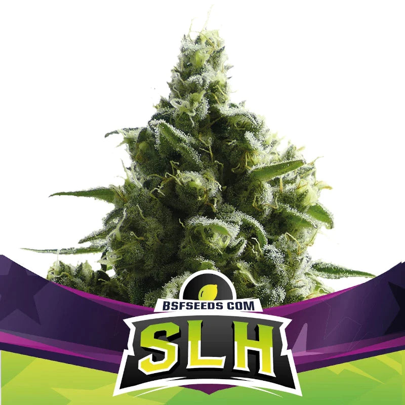 Graines de SLH - Super Lemon Haze Féminisée by BSF Seeds