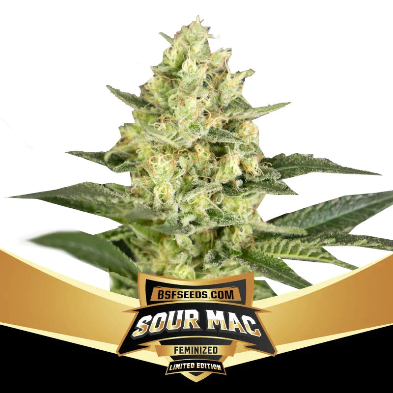 Graines de Sour MAC Féminisée by BSF Seeds