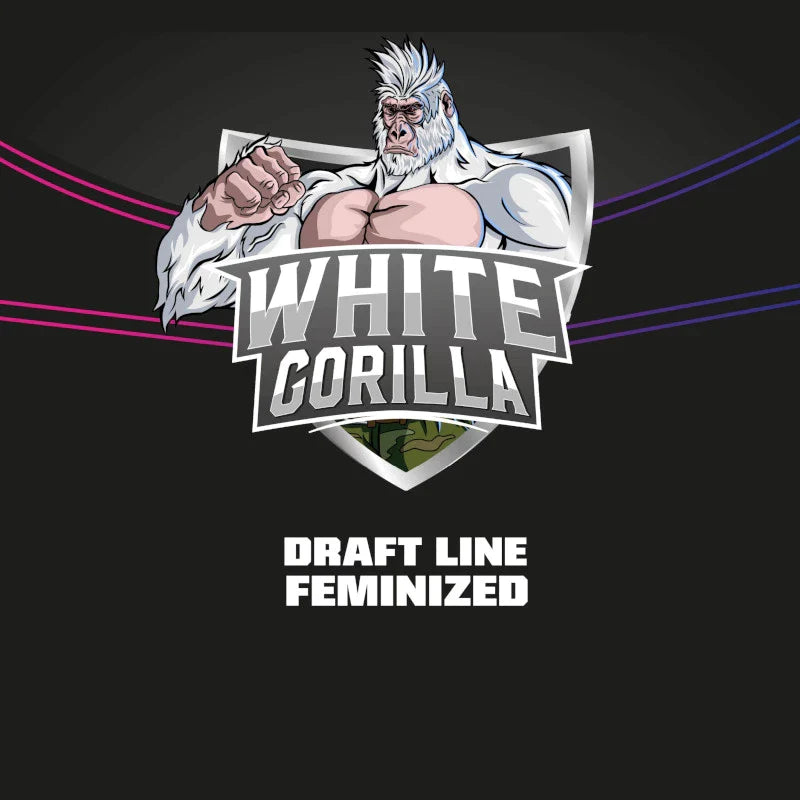 Graines de White Gorilla Féminisée by BSF Seeds