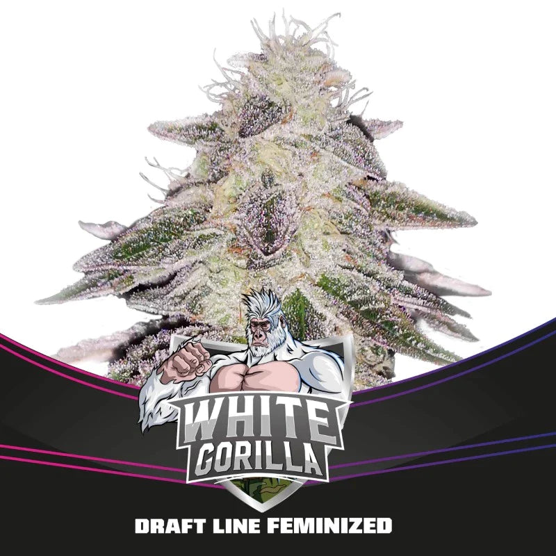 Graines de White Gorilla Féminisée by BSF Seeds