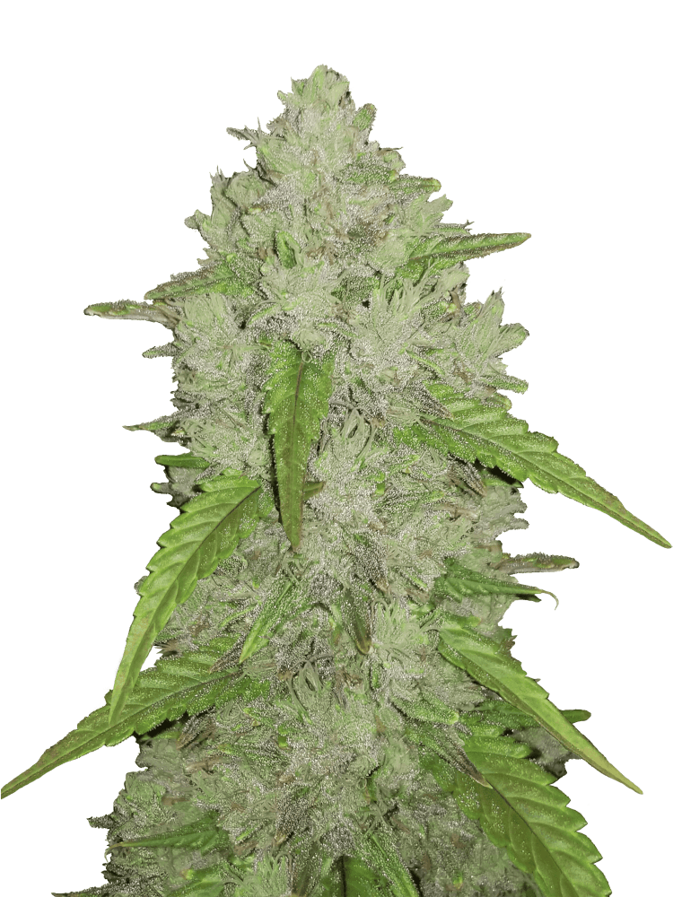 Graines de Amnesia Zkittlez Auto by FastBuds