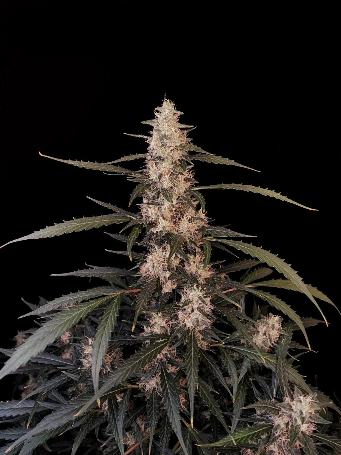 Graines de Amnesia Haze Auto by FastBuds