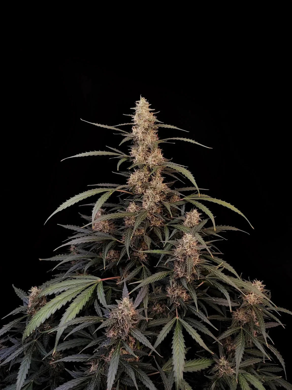 Graines de Amnesia Haze Auto by FastBuds