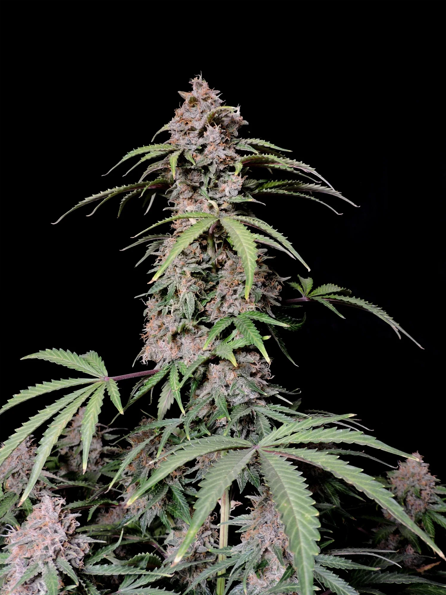 Graines de Amnesia Zkittlez Auto by FastBuds