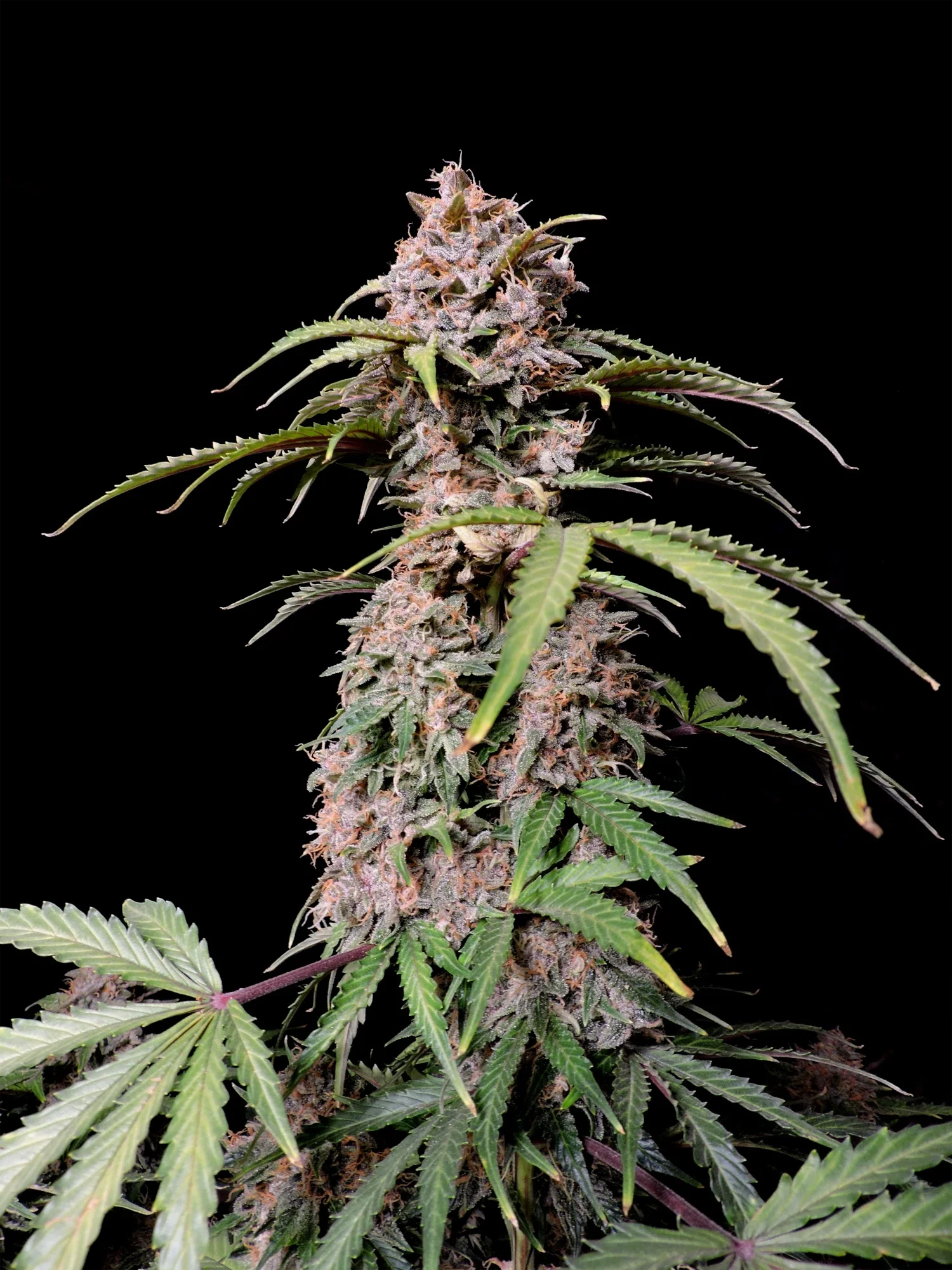 Graines de Amnesia Zkittlez Auto by FastBuds