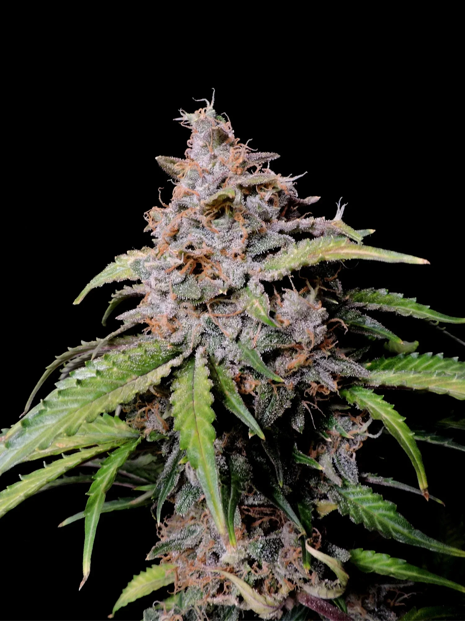 Graines de Amnesia Zkittlez Auto by FastBuds