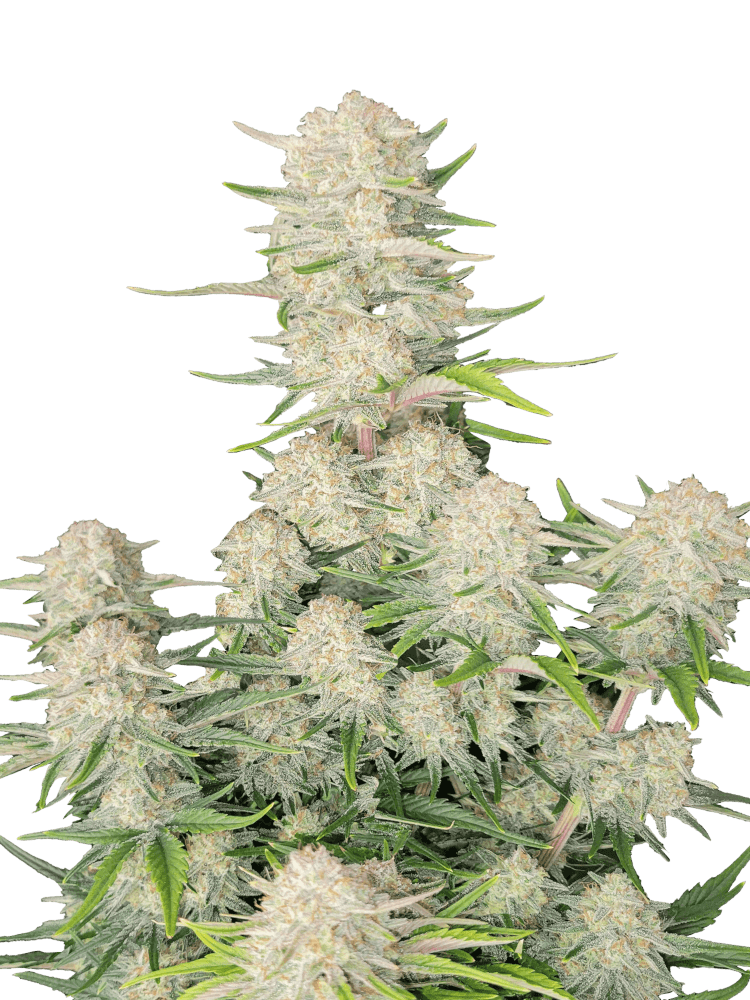 Graines de Apricot Auto by FastBuds