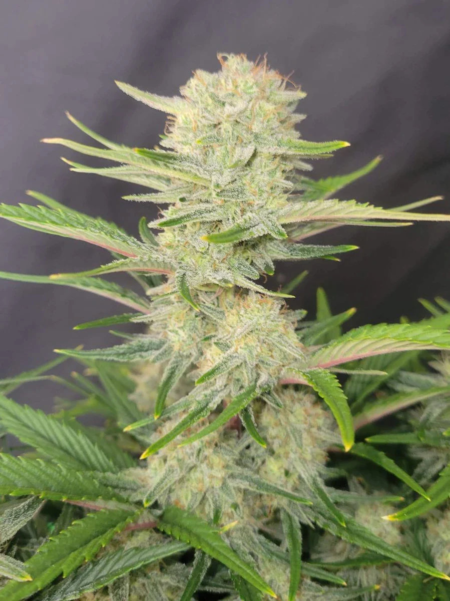 Graines de Apricot Auto by FastBuds