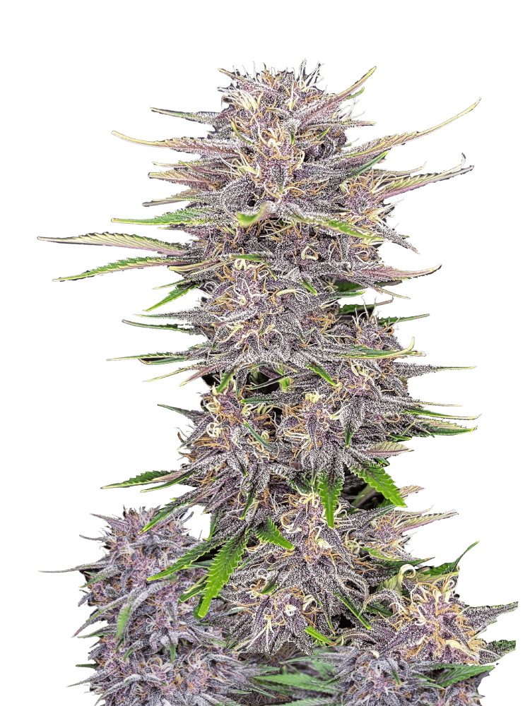 Graines de Banana Purple Punch Auto by FastBuds