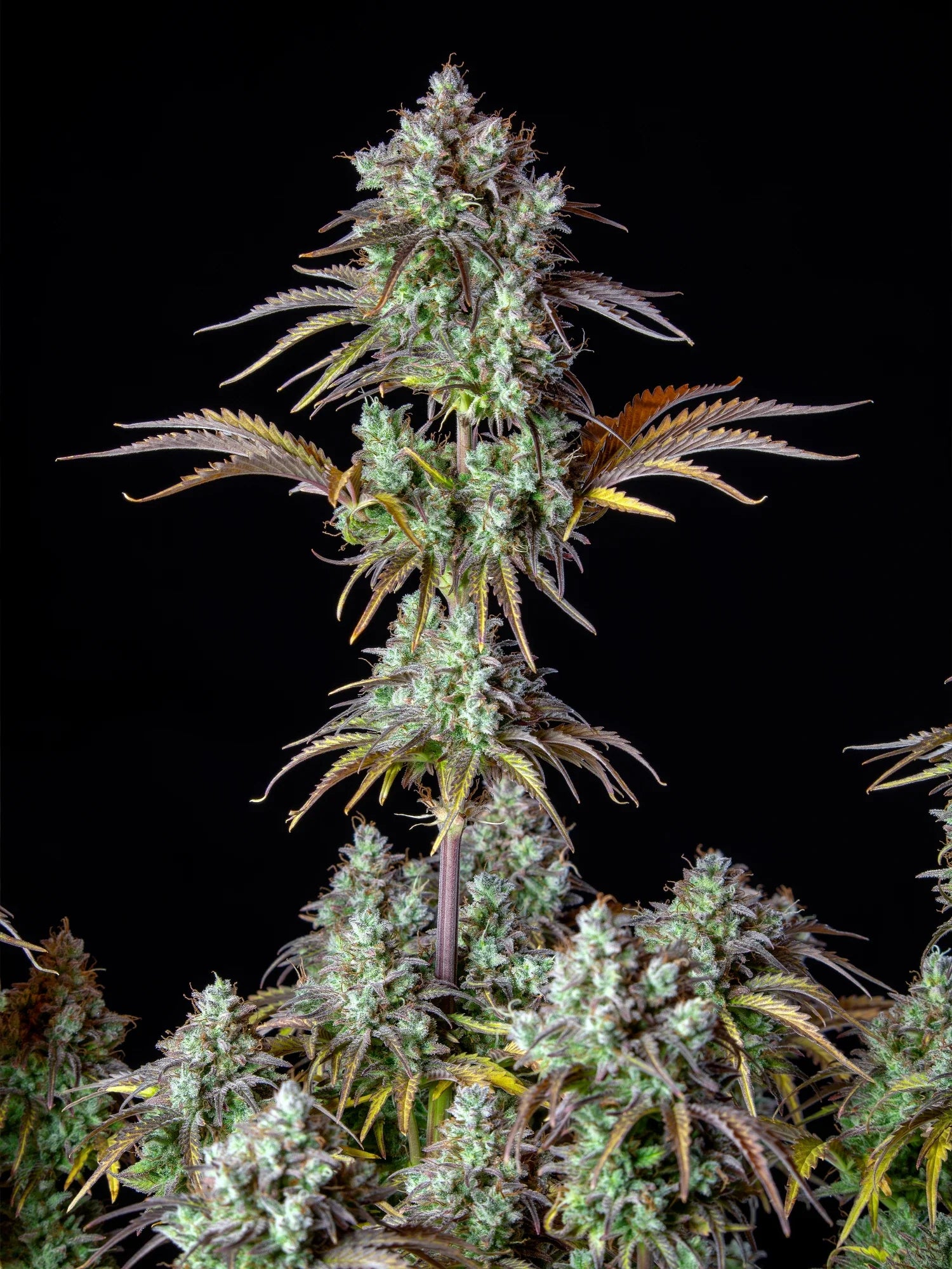 Graines de Big Bud Auto by FastBuds