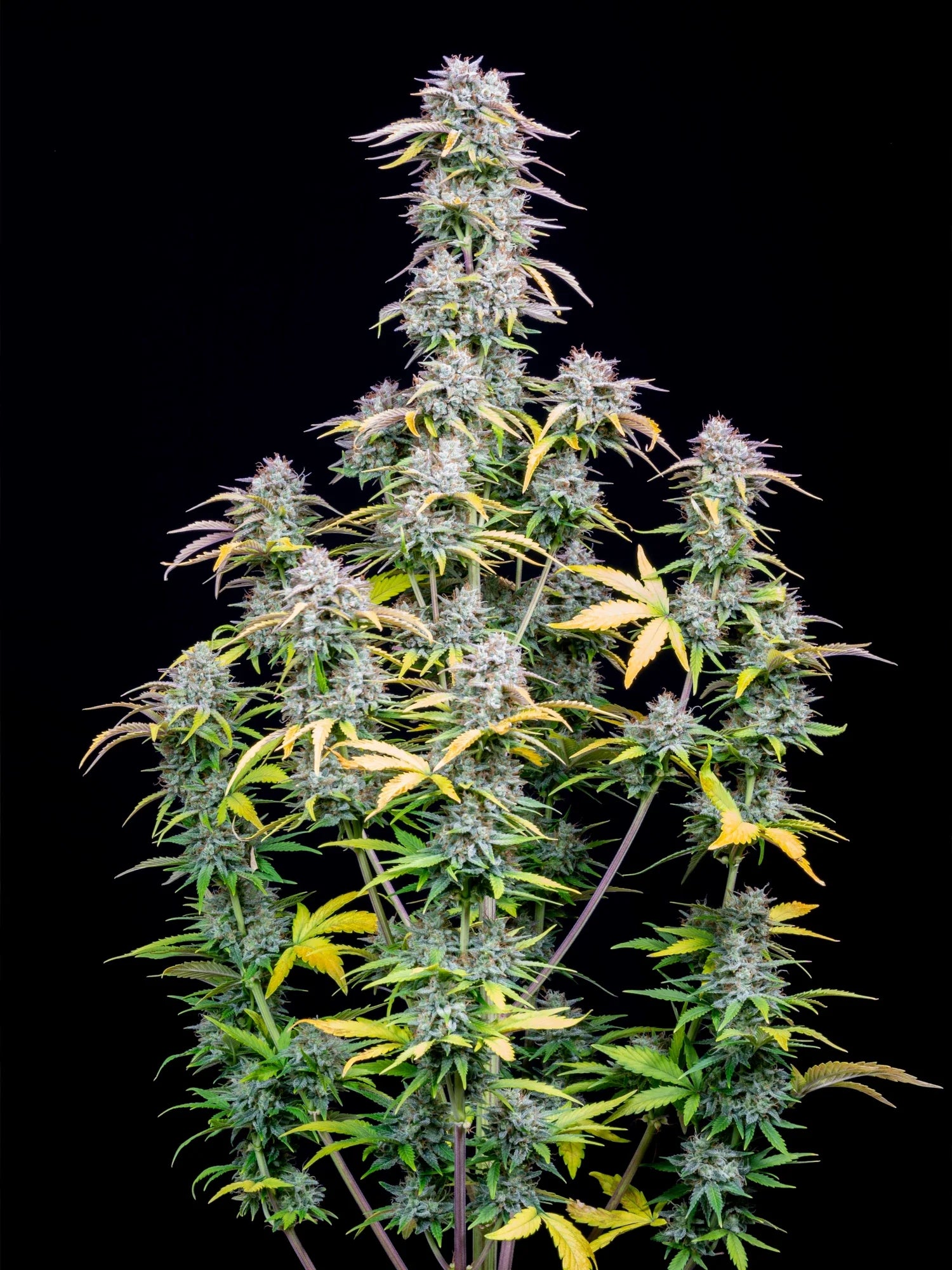 Graines de Big Bud Auto by FastBuds