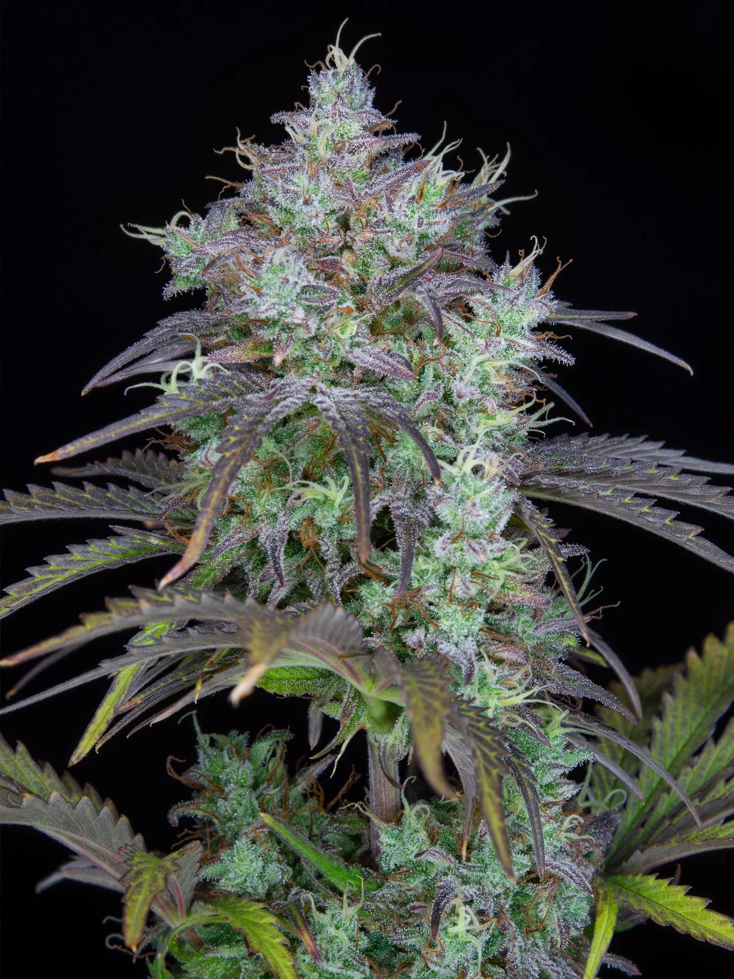 Graines de Big Bud Auto by FastBuds