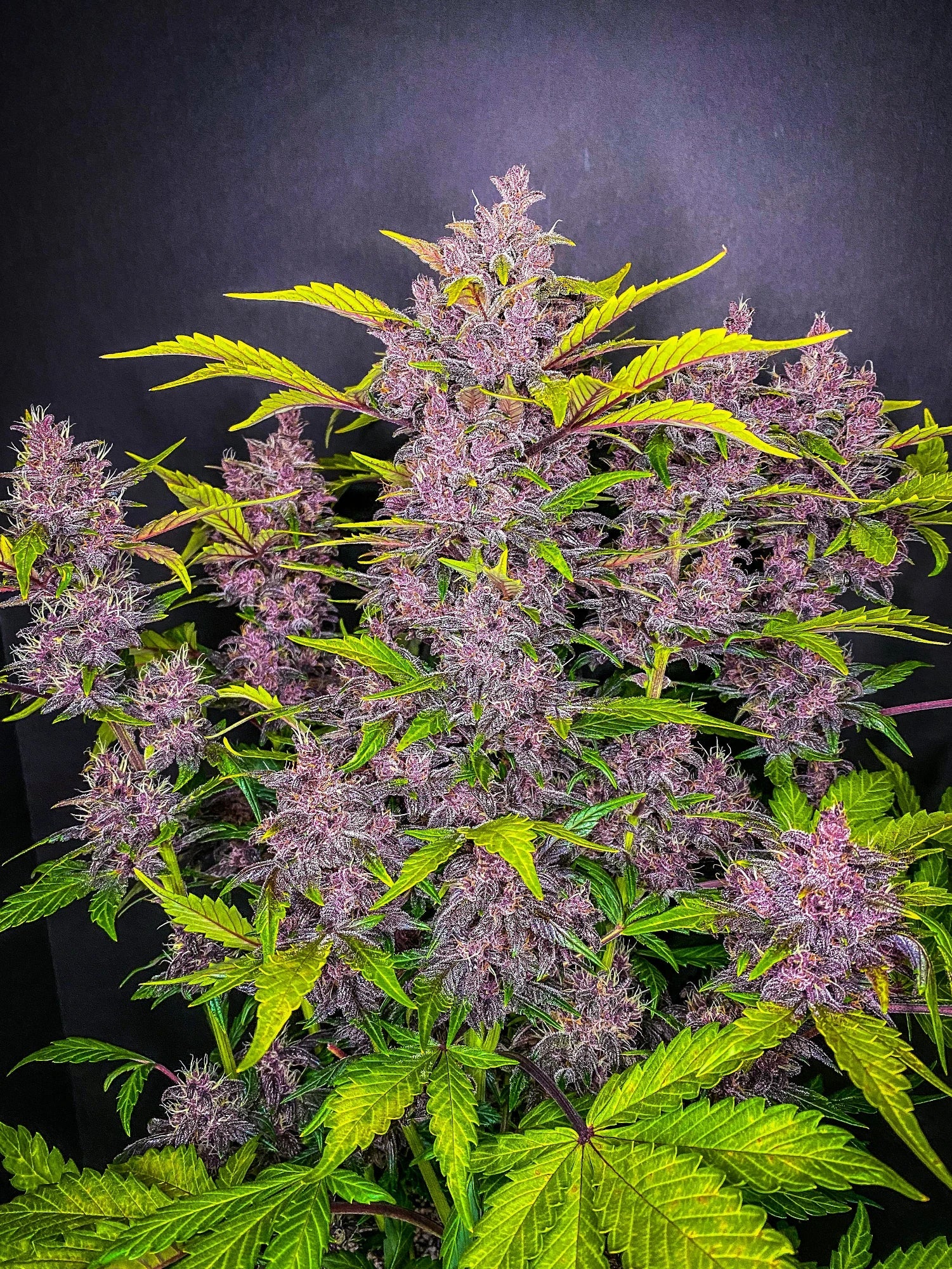 Graines de Blackberry Auto by FastBuds