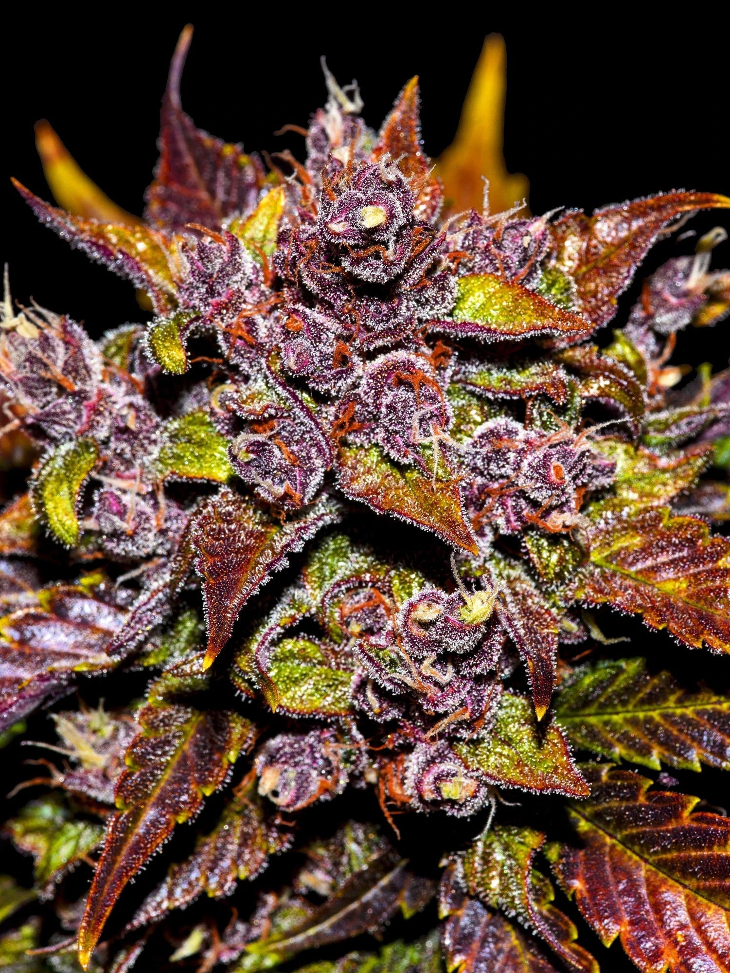 Graines de Blackberry Auto by FastBuds