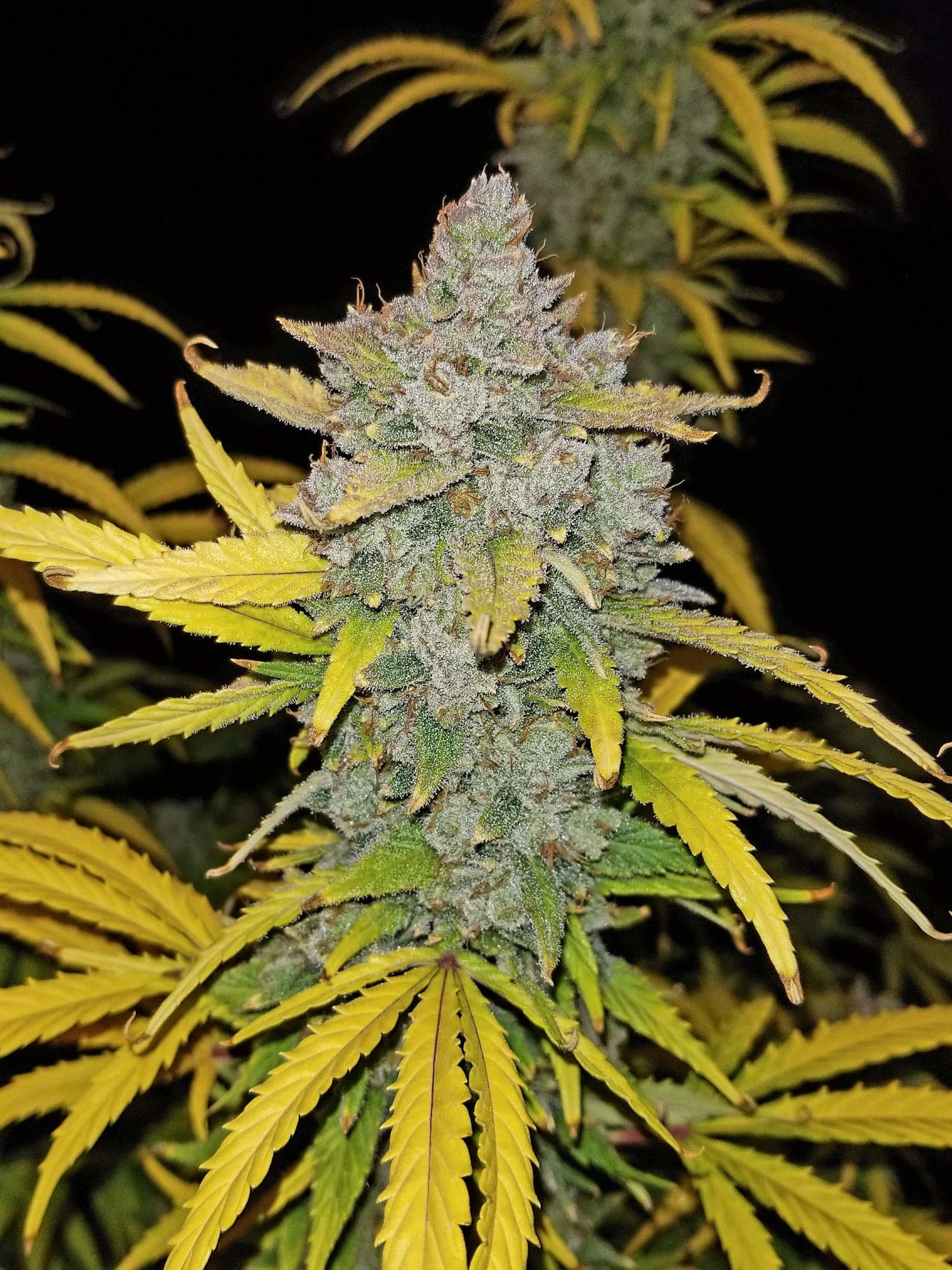 Graines de Blue Dream Auto by FastBuds